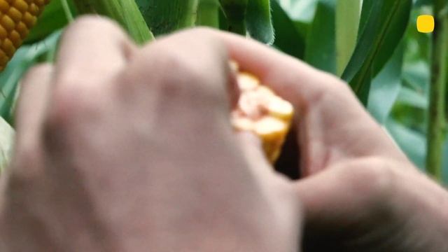 Юг ШовоИнститут растениеводства ARVALIS, опытное хозяйст смотреть онлайн