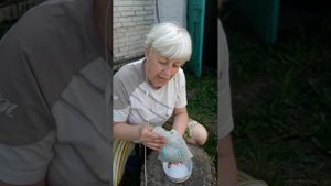 Как я сажаю 2 кг лук севок сорта Центурион и Бирнформиг