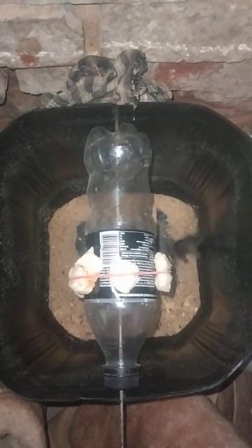 Мышеловка своими руками, как самому сделать мышеловку смотреть онлайн