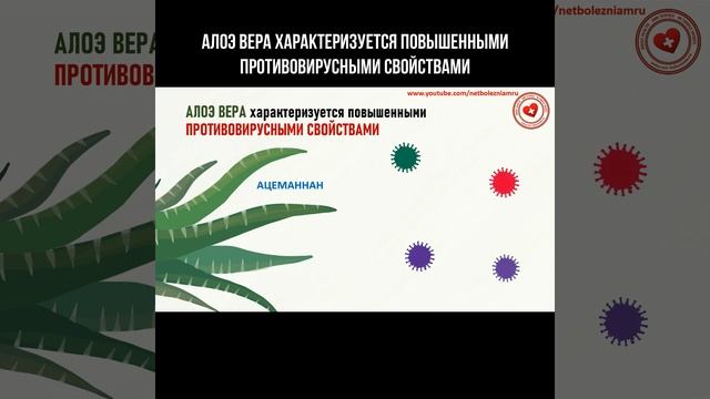 Алоэ Вера характеризуется повышенными противовирусн?