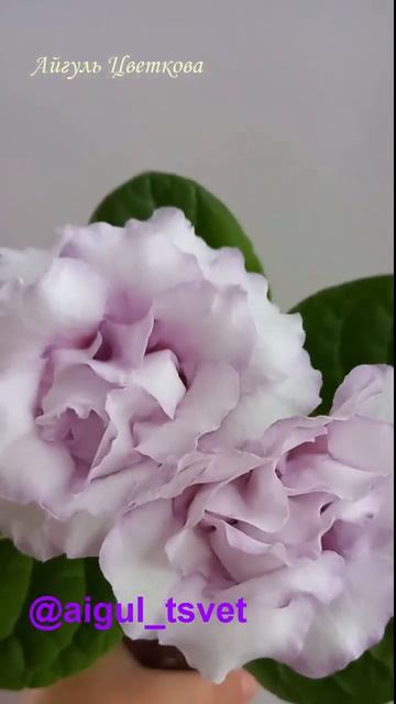 #геснериевые #глоксиниипочтой #глоксиния #красиво #цве