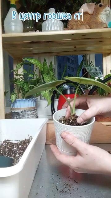 Пересадка алоказии#посадкаалоказий#комнатныерастени смотреть онлайн