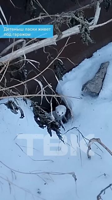 Детеныш ласки живет под гаражом