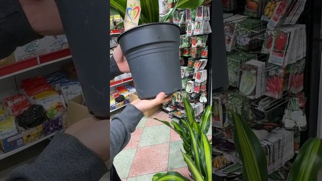 Драцены Бурли в АгроВетЦентре 8-988-300-61-11 #озеленение смотреть онлайн