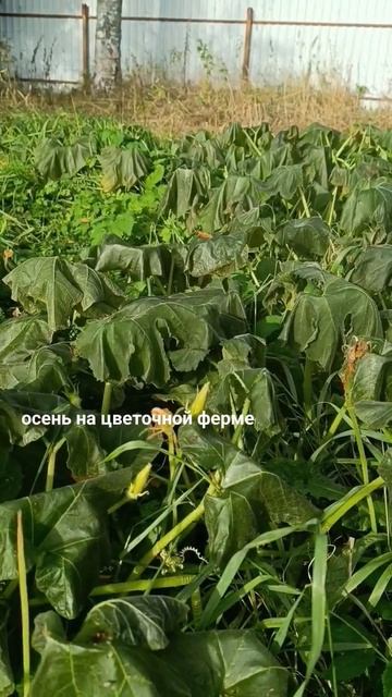 осень на ферме #цветочнаяферма
