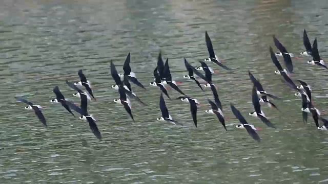 🐦Чернокрылые ходулочники в провинции Шэньси