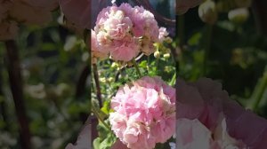 ЮВ-Рапунцель#пеларгонии