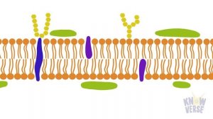 Клеточная мембрана. Гиалоплазма. Строение клетки | ЕГЭ