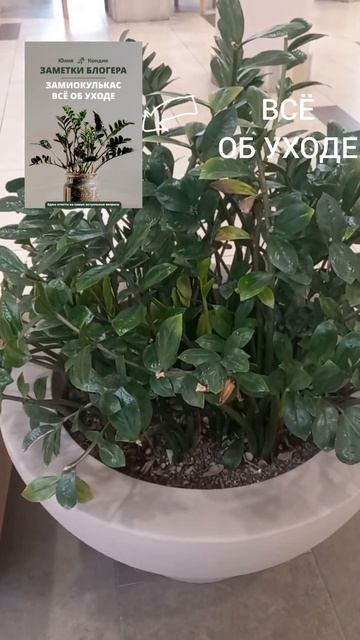 ОБРЕЗАННЫЙ  замиокулькас в торговом центре