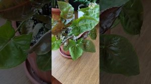 Сингониум Арон Браун. Невероятный цветок!😊 #plants #синг?
