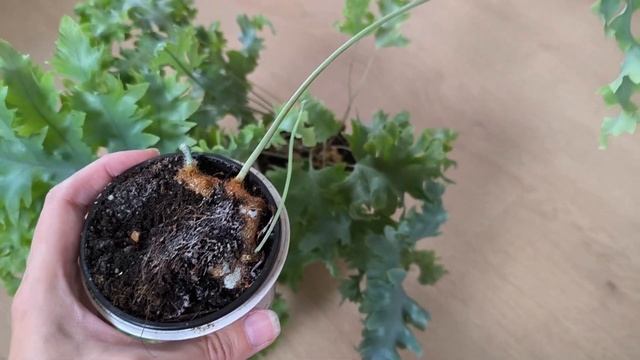 Воскрешение из мертвых. Папоротник Флебодиум Давана.