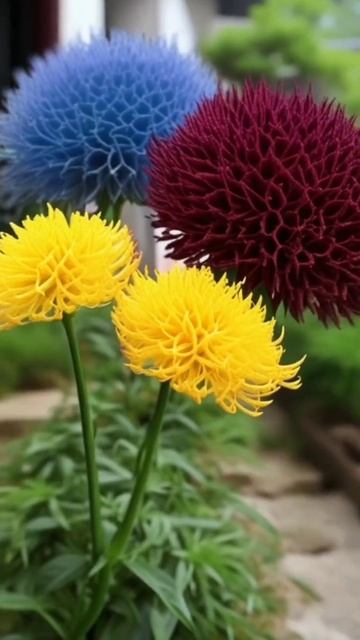 Какие они класснючие!!! #квіти #shorts  #gardenflower #сад #цветы #?