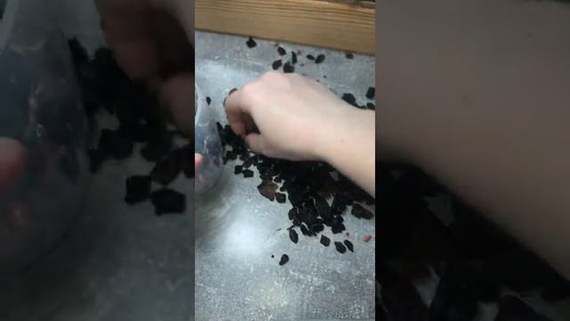 Пересадка орхідеї 💕Чіа І Енлін 💕 (Chia E Yenlin) 🫶#phalaenopsis # смотреть онлайн