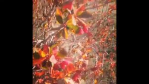 Барбарис крымский