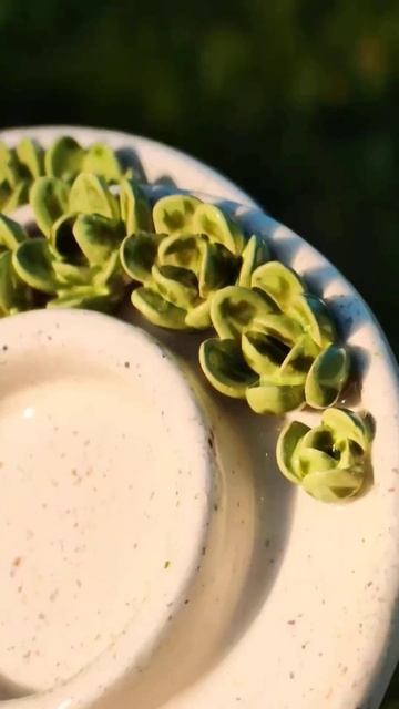 Керамические #суккуленты от ЖГУТ #ceramic #керамика #декор