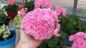 Пеларгония. Эдвардс Бронте. Edwards Bronte.