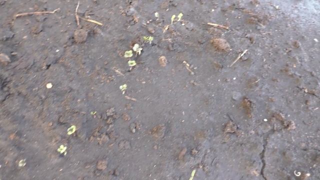 Капуста взошла через пять дней
