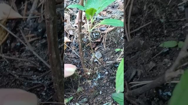 🍂Обрезка метельчатой гортензии осенью🍂 Фантом смотреть онлайн