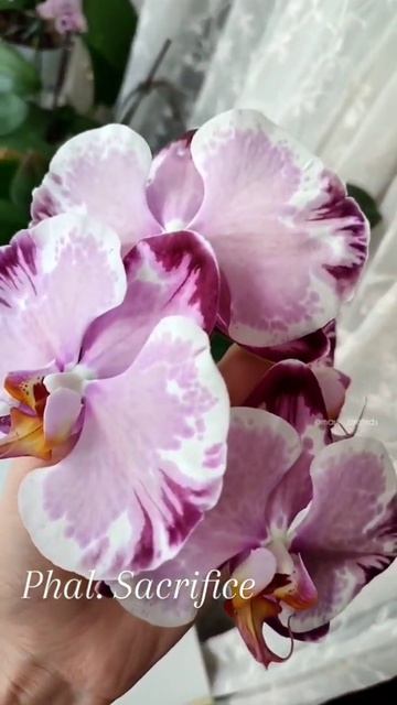 Красавец Sacrifice 💗 Третье цветенте за год. Кто искал со? смотреть онлайн