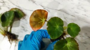 БЕГОНИЯ ФИСТА. Рубрика - ВЫХАЖИВАЮ ЗАДОХЛИКОВ часть 1