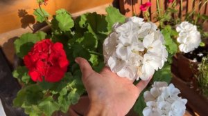 САД в СЕНТЯБРЕ! Как выращиваю георгины #милыйдом