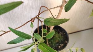 Эвкалипт лимонный лат. Eucalyptus citriodora