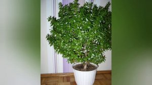 Самые полезные комнатные растения