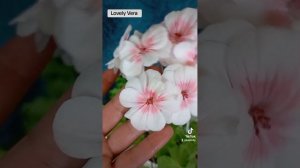 Пеларгония Lovely Vera. Цветение пеларгоний