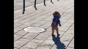 Пёсик в Суздале танцует