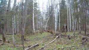 Фотоловушка. Лосиха пасеется.