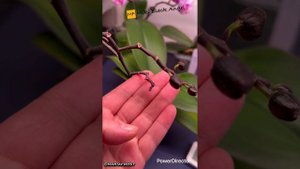 Орхидея Miki Black Angel. Дерево или нет? :)