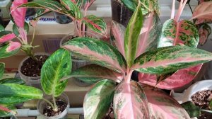 Обзор аглаонем моей коллекции 🌿💚апрель 25