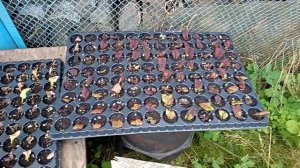 Результаты черенкования пиона спустя 2 месяца