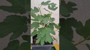 Инжир в Сибири. 4 сорта ( 2 неизвестных из семян) 8.07.24