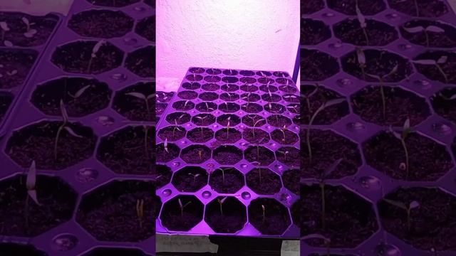 ПЕРЕЦ СЛАДКИЙ! БЫСТРО ВЗОШЁЛ! 🌱🌱🌱 смотреть онлайн