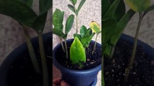 Замиокулькас: размножение листом в домашних условиях