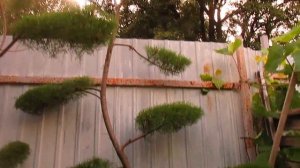 Плановая стрижка Тамарикса на даче