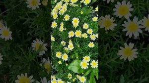Агерантемум - ЦВЕТОК РОМАШКА. КРАСОТА в ПРОСТОТЕ!