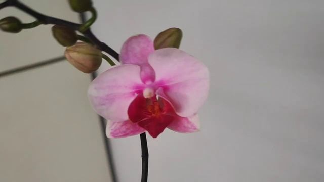 #83 ОрхоVLOG Расцвели мои Smoky Pink. Цветение незнакомок с му?