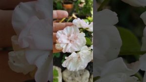 Пеларгония Софи Эмма "Sophie Emma" | Pelargonium #pelargonium #пеларгони