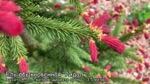 «Ридал», «Пендула майор» и «Биалобок» – виды обыкнове