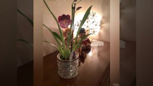 Our Miltonia 🌺 Наша Мильтония