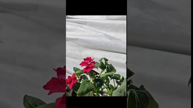 Бальзамин махровый. Зачем его обрезать...может не надо?