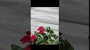 Бальзамин махровый. Зачем его обрезать...может не надо?