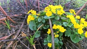 С НАСТУПАЮЩИМ  9 МАЯ 2025 ГОДА !!!