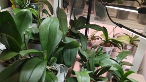 Обработала  батрайдером ,от трипсов, свою коллекцию ор