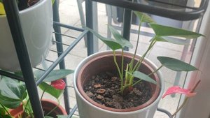 Когда начнет цвести Антуриум после  пересадки?Как дол?