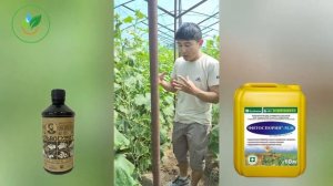 Почему в теплице вянут огурцы ?