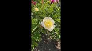 Лаура Десерт Laura Dessert. Dessert, 1913р.  France.