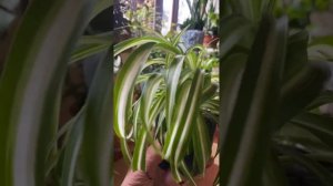 Хлорофитум, важно знать при уходе за этим растением!